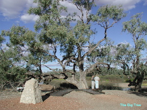 The Dig Tree